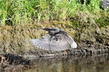 Black-crowned Night Heron 函館市松倉川 Sun, 9/5/2021