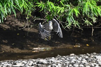 Black-crowned Night Heron 函館市松倉川 Sun, 9/5/2021