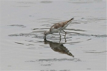 コアオアシシギ 大阪南港野鳥園 2021年9月4日(土)