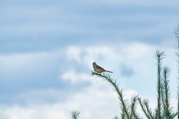 Rustic Bunting 清里 Sat, 8/28/2021