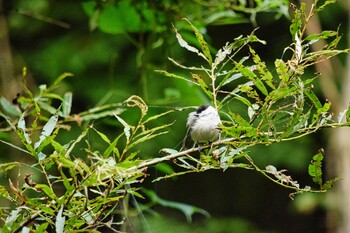 Willow Tit 清里 Sat, 8/28/2021