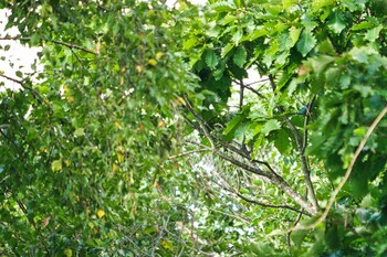 Chestnut-cheeked Starling 清里 Sat, 8/28/2021