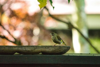 Grey-capped Greenfinch 清里 Sat, 8/28/2021