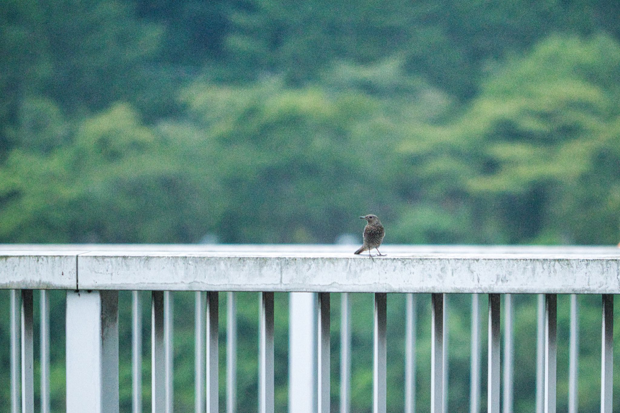 奥多摩湖 イソヒヨドリの写真 by naturedrop