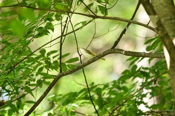 Eastern Crowned Warbler 清里 Sat, 8/28/2021