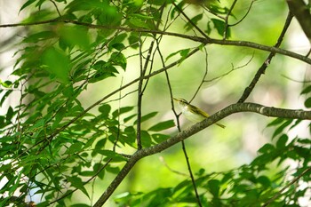 Eastern Crowned Warbler 清里 Sat, 8/28/2021