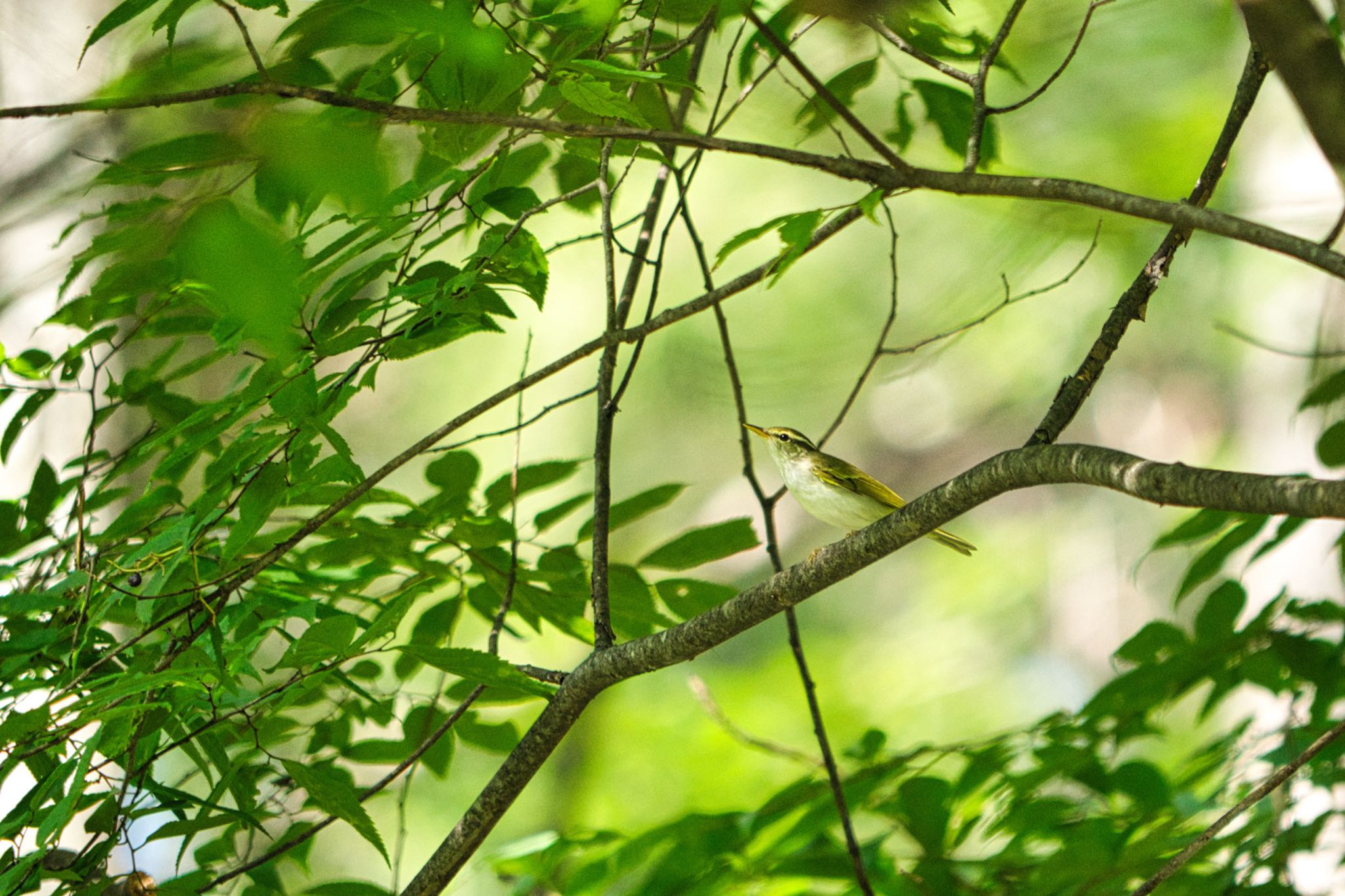 清里 センダイムシクイの写真 by naturedrop