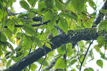 Sun, 9/5/2021 Birding report at Saitama Prefecture Forest Park