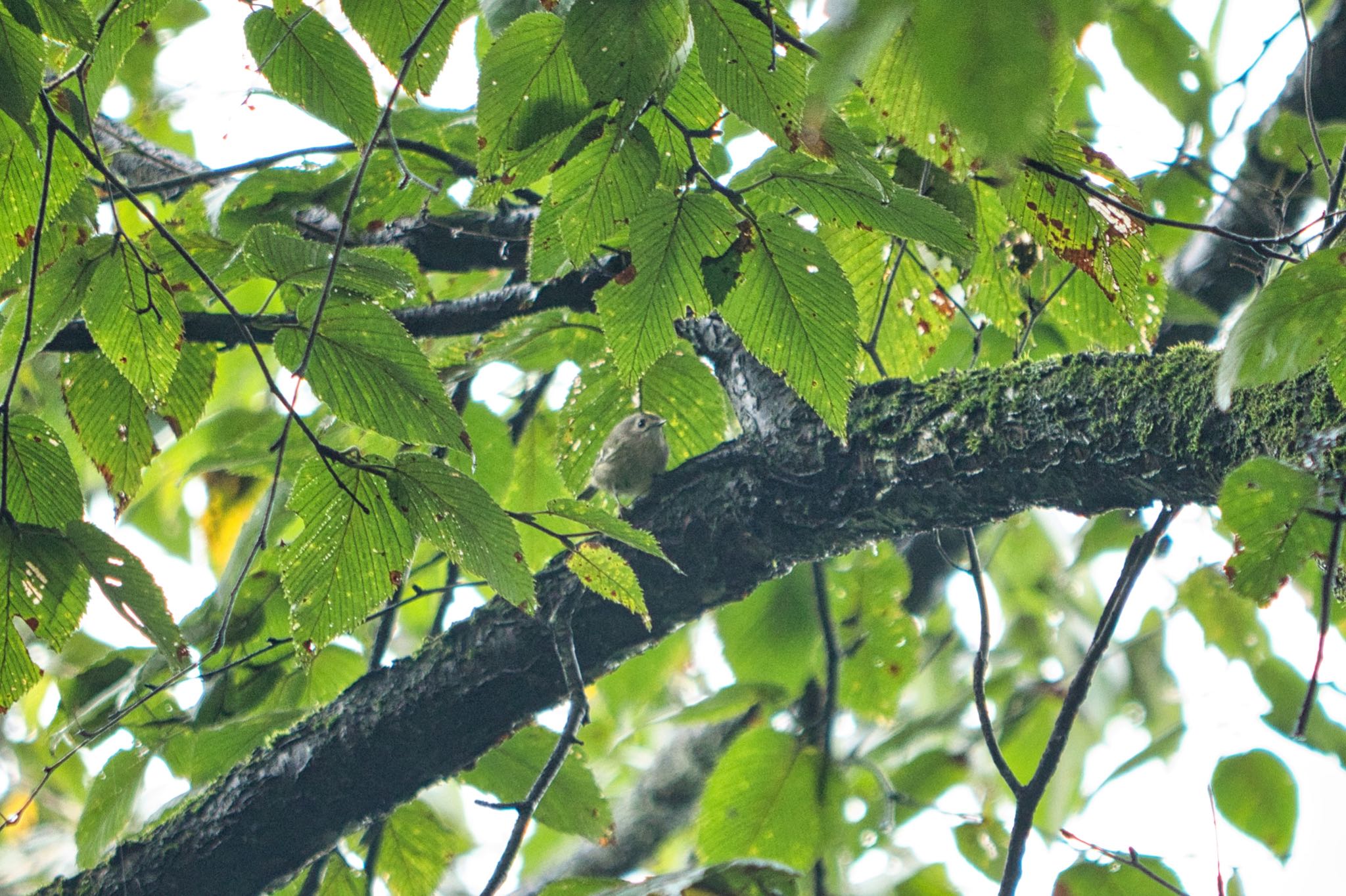 埼玉県民の森 キクイタダキの写真 by naturedrop