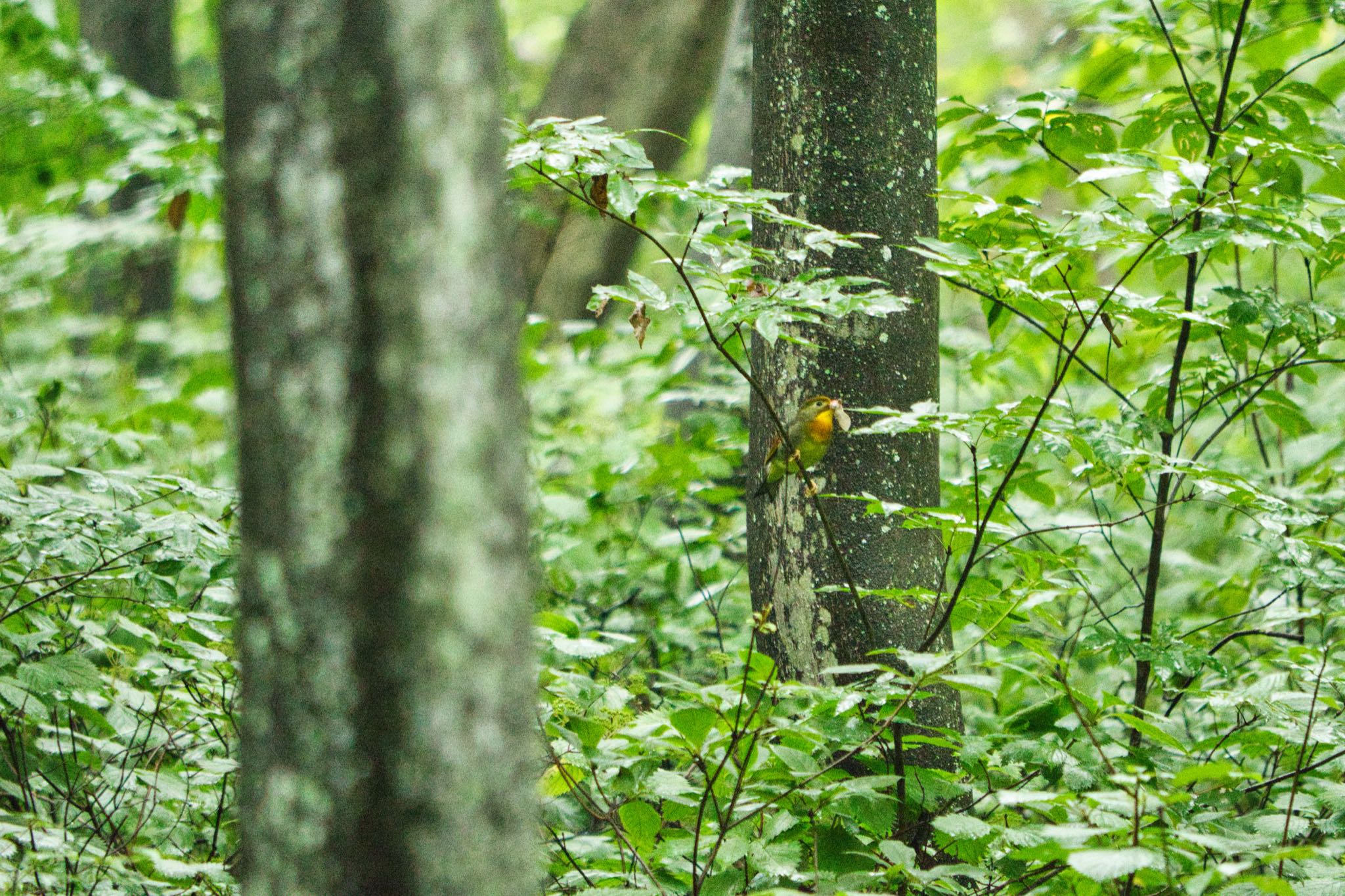 埼玉県民の森 ソウシチョウの写真 by naturedrop