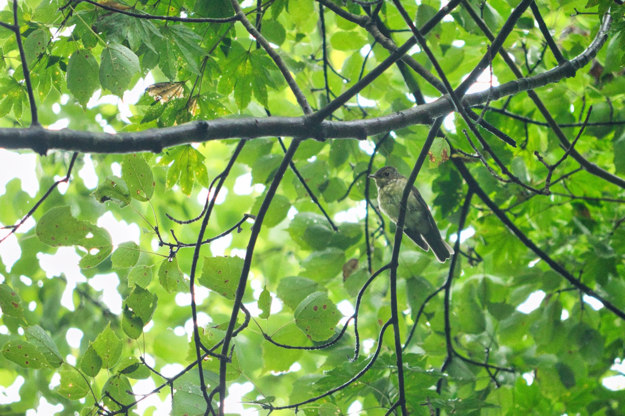 埼玉県民の森 キビタキの写真 by naturedrop