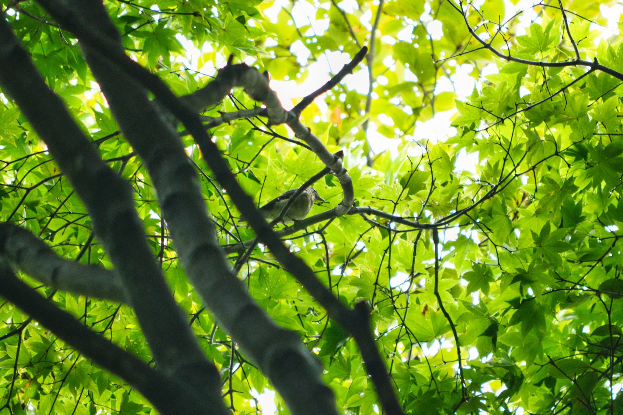 埼玉県民の森 オオルリの写真 by naturedrop