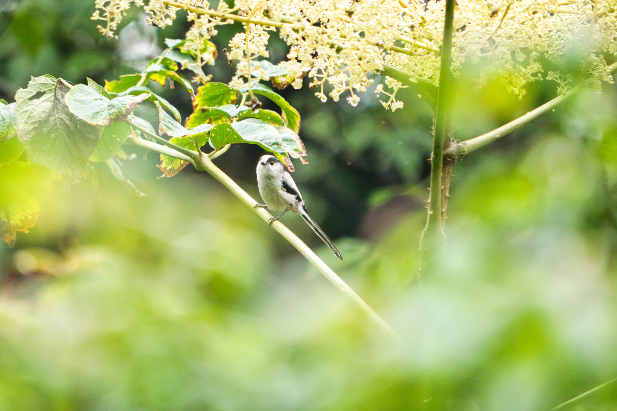 埼玉県民の森 エナガの写真 by naturedrop