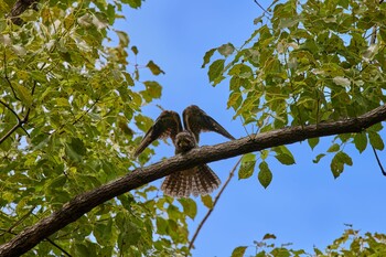 Grey Nightjar Osaka castle park Sun, 9/5/2021