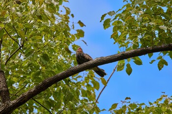 Grey Nightjar Osaka castle park Sun, 9/5/2021