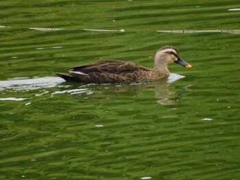 カルガモ 東京港野鳥公園 2021年9月4日(土)