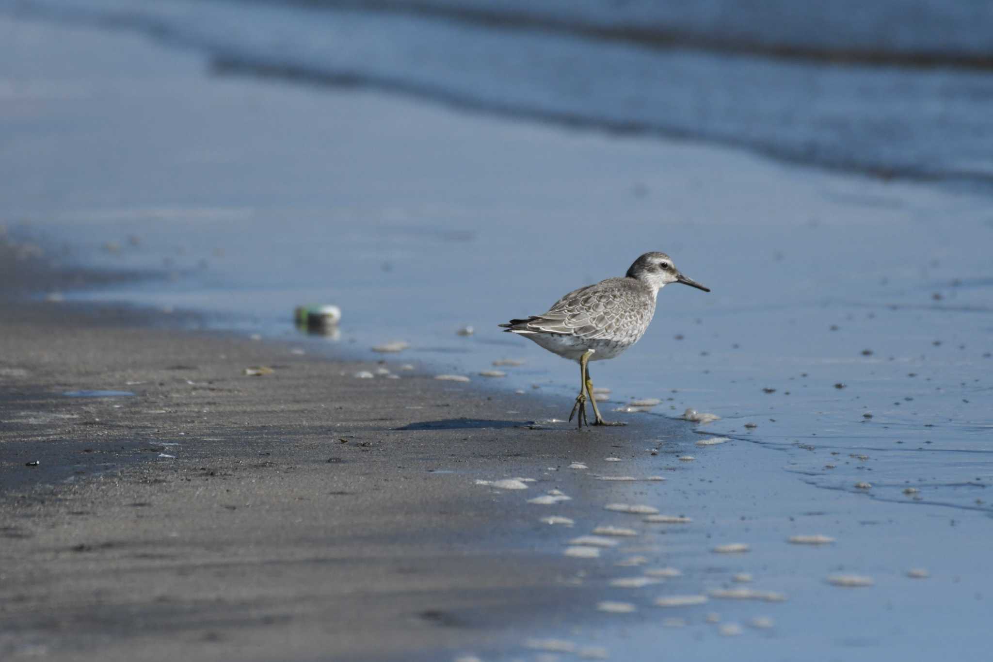 ふなばし三番瀬海浜公園 コオバシギの写真 by TK2