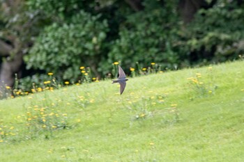 ツバメ 鳥屋野潟 2021年9月4日(土)