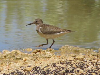 Common Sandpiper Miyako Island Sat, 9/4/2021