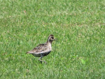 Pacific Golden Plover Miyako Island Sat, 9/4/2021