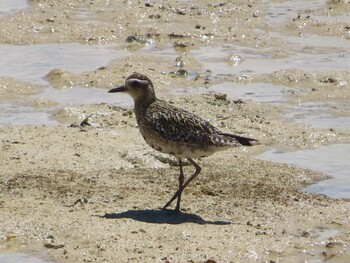 Pacific Golden Plover Miyako Island Sat, 9/4/2021