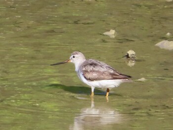 Terek Sandpiper Miyako Island Sat, 9/4/2021