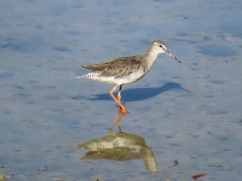 Common Redshank Miyako Island Sat, 9/4/2021