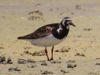 Ruddy Turnstone Miyako Island Sun, 9/5/2021