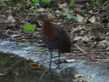 Slaty-legged Crake Miyako Island Sun, 9/5/2021