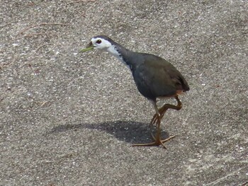 White-breasted Waterhen Miyako Island Sun, 9/5/2021