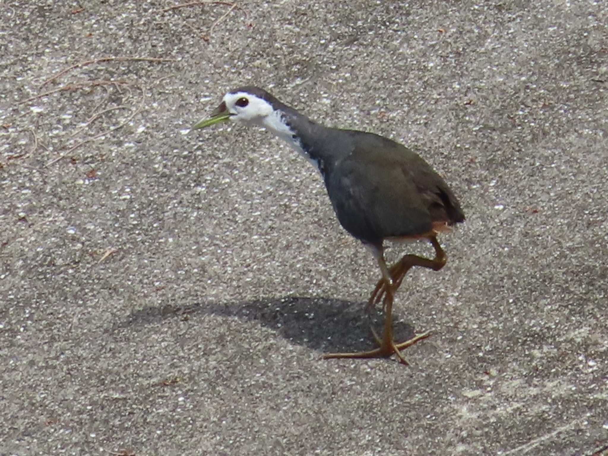 White-breasted Waterhen