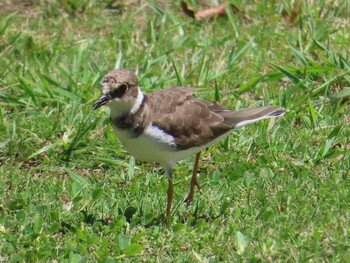 Little Ringed Plover Miyako Island Sun, 9/5/2021