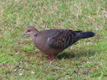 Oriental Turtle Dove(stimpsoni) Miyako Island Sun, 9/5/2021