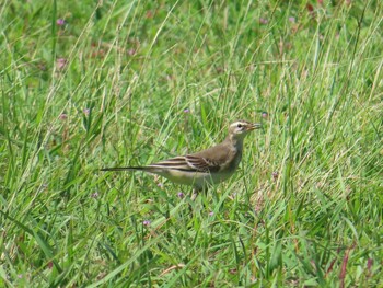 Eastern Yellow Wagtail(simillima) Miyako Island Sun, 9/5/2021