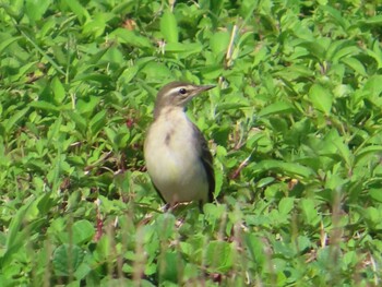 Eastern Yellow Wagtail(simillima) Miyako Island Sun, 9/5/2021