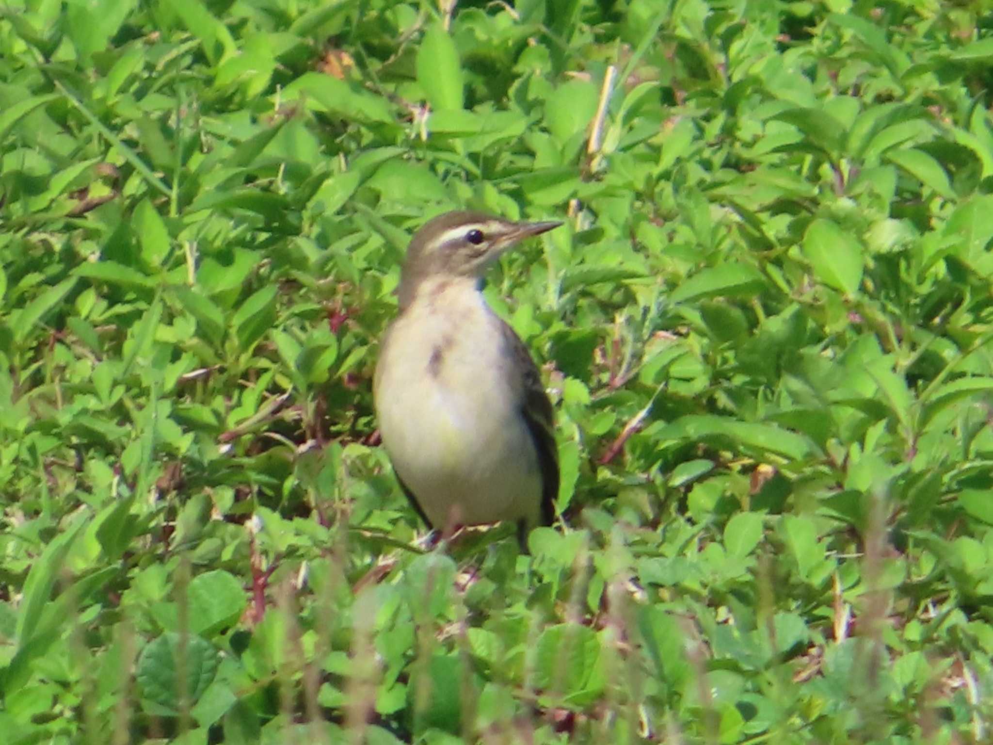 Photo of Eastern Yellow Wagtail(simillima) at Miyako Island by ゆ