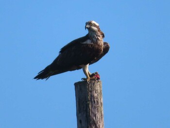 Osprey Miyako Island Sun, 9/5/2021