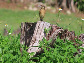 Brown Shrike(lucionensis) Miyako Island Sun, 9/5/2021