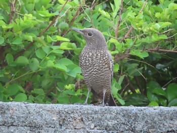 Blue Rock Thrush Miyako Island Sun, 9/5/2021