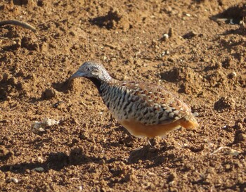 Barred Buttonquail Miyako Island Sun, 9/5/2021