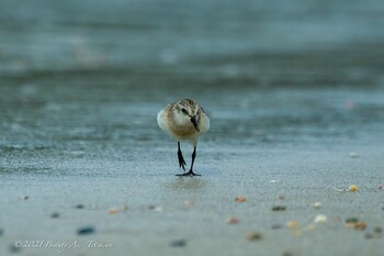 Red-necked Stint 福間海岸 Sat, 9/4/2021