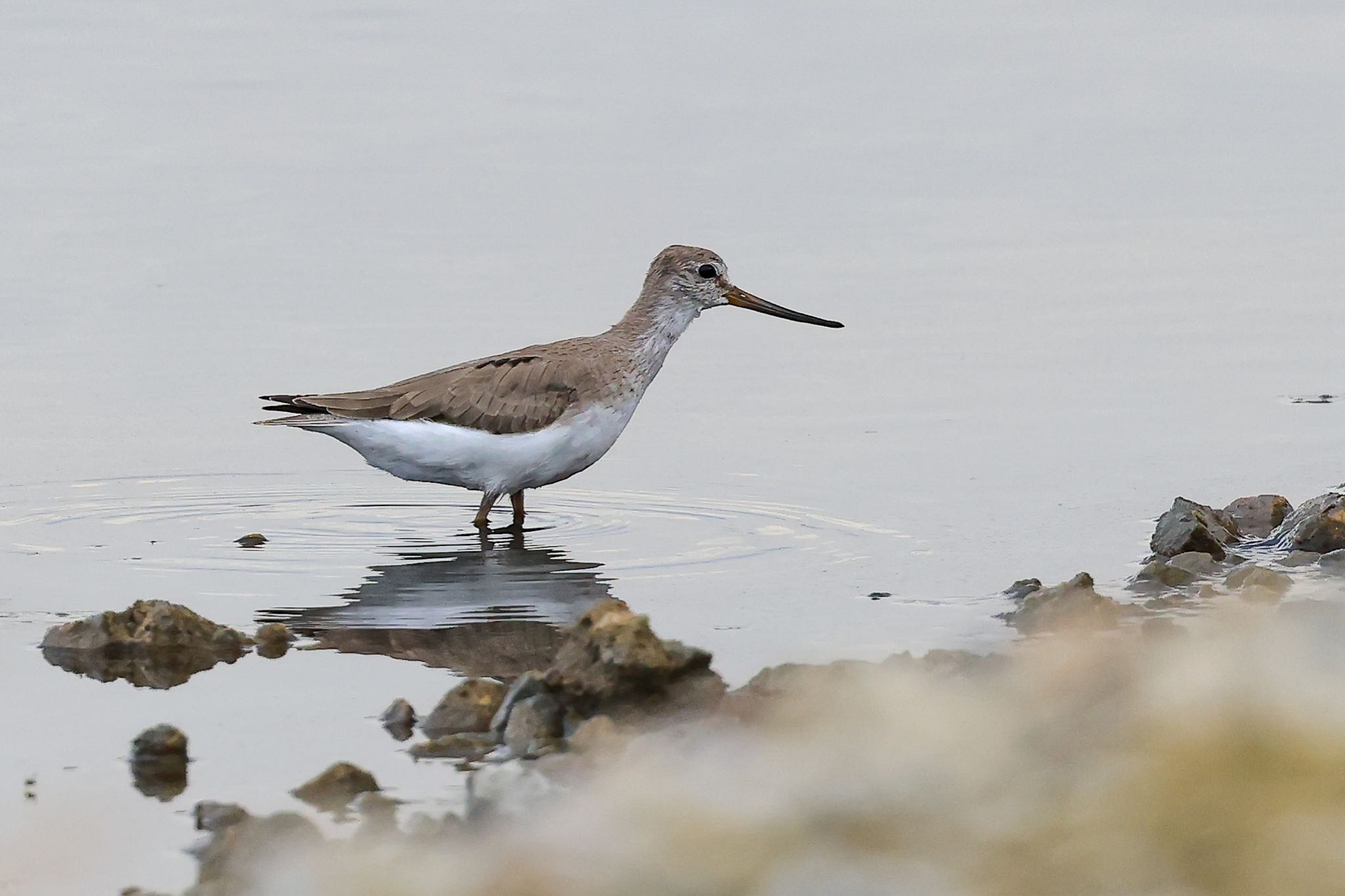 Photo of Terek Sandpiper at 岡山県 by H.NAKAMURA