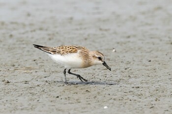 Red-necked Stint 岡山県 Sun, 9/5/2021