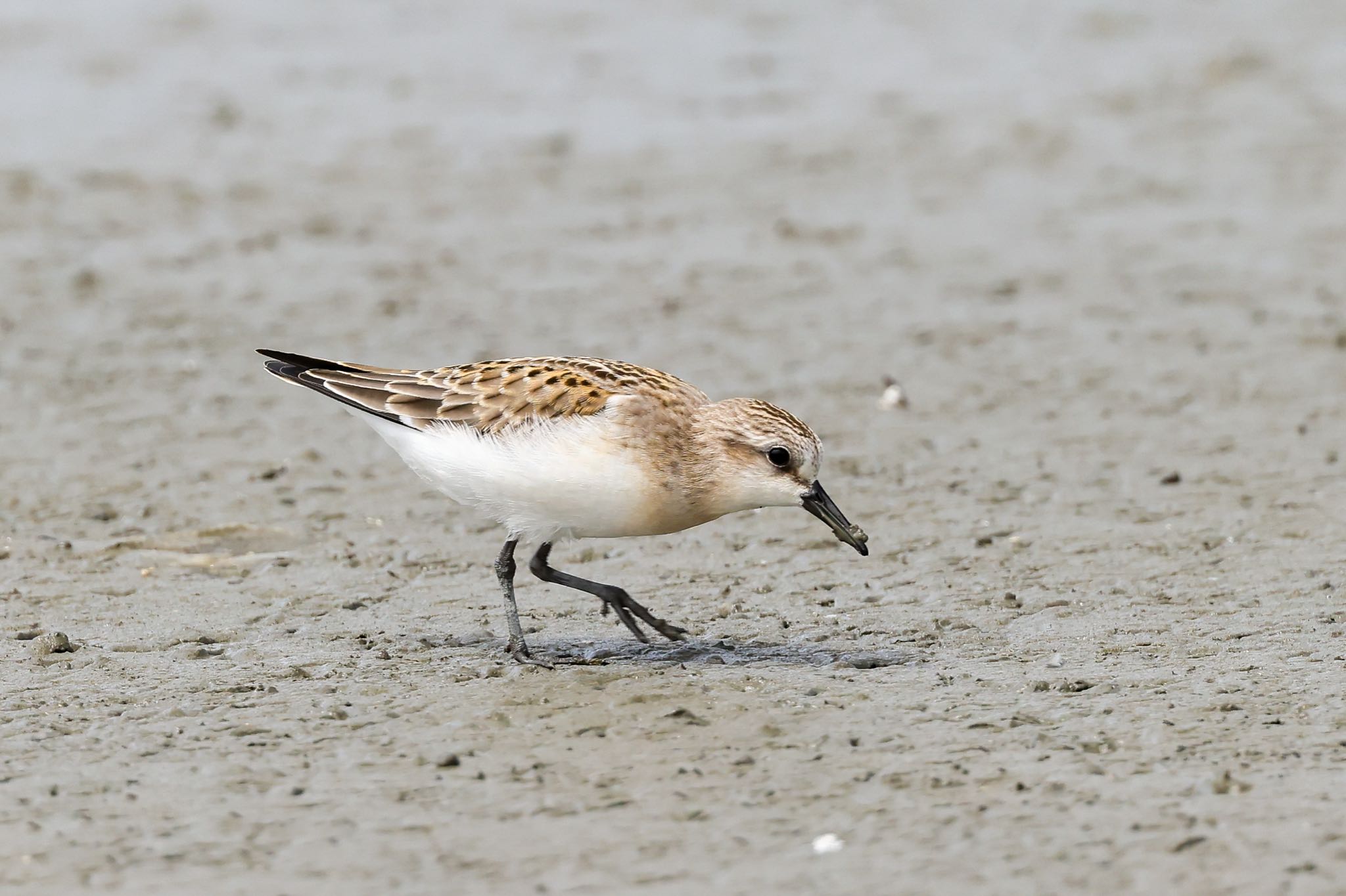 Photo of Red-necked Stint at 岡山県 by H.NAKAMURA
