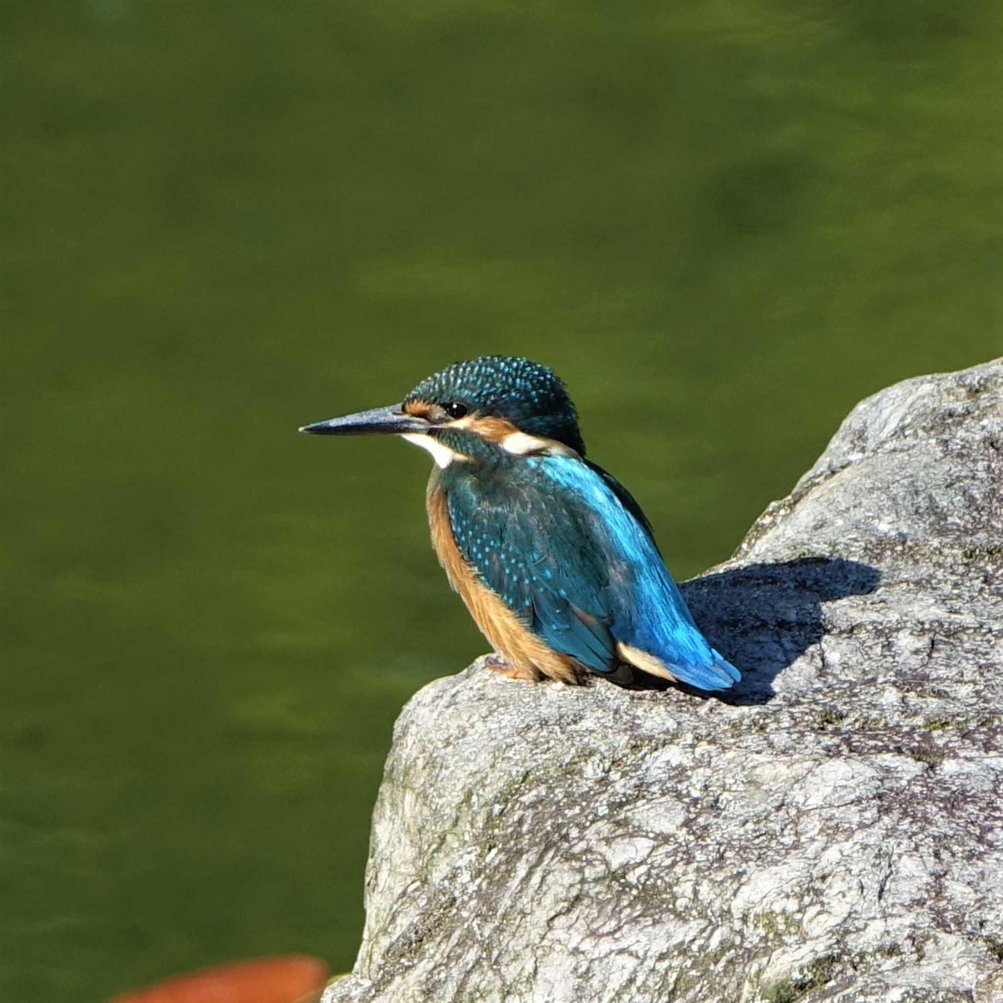 びわこ文化公園 カワセミの写真 by bmont520