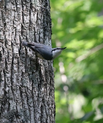 Eurasian Nuthatch 西岡公園 Sun, 9/5/2021