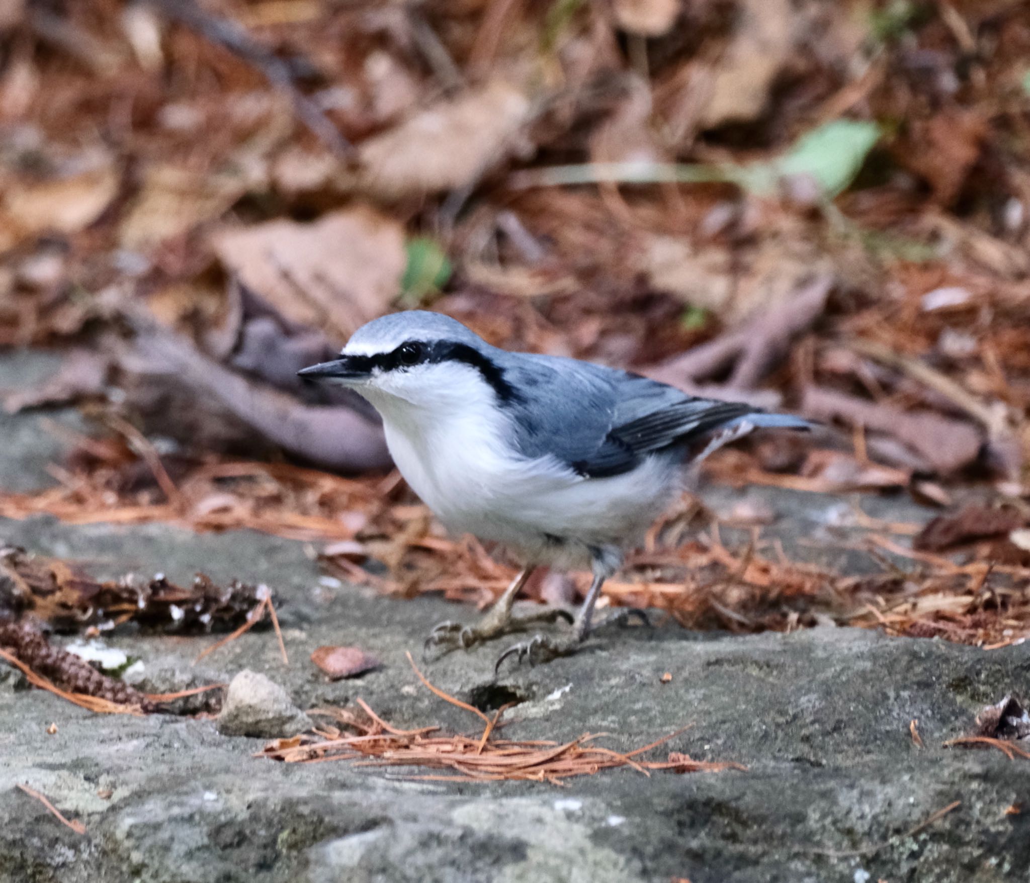 西岡公園(西岡水源地) ゴジュウカラの写真