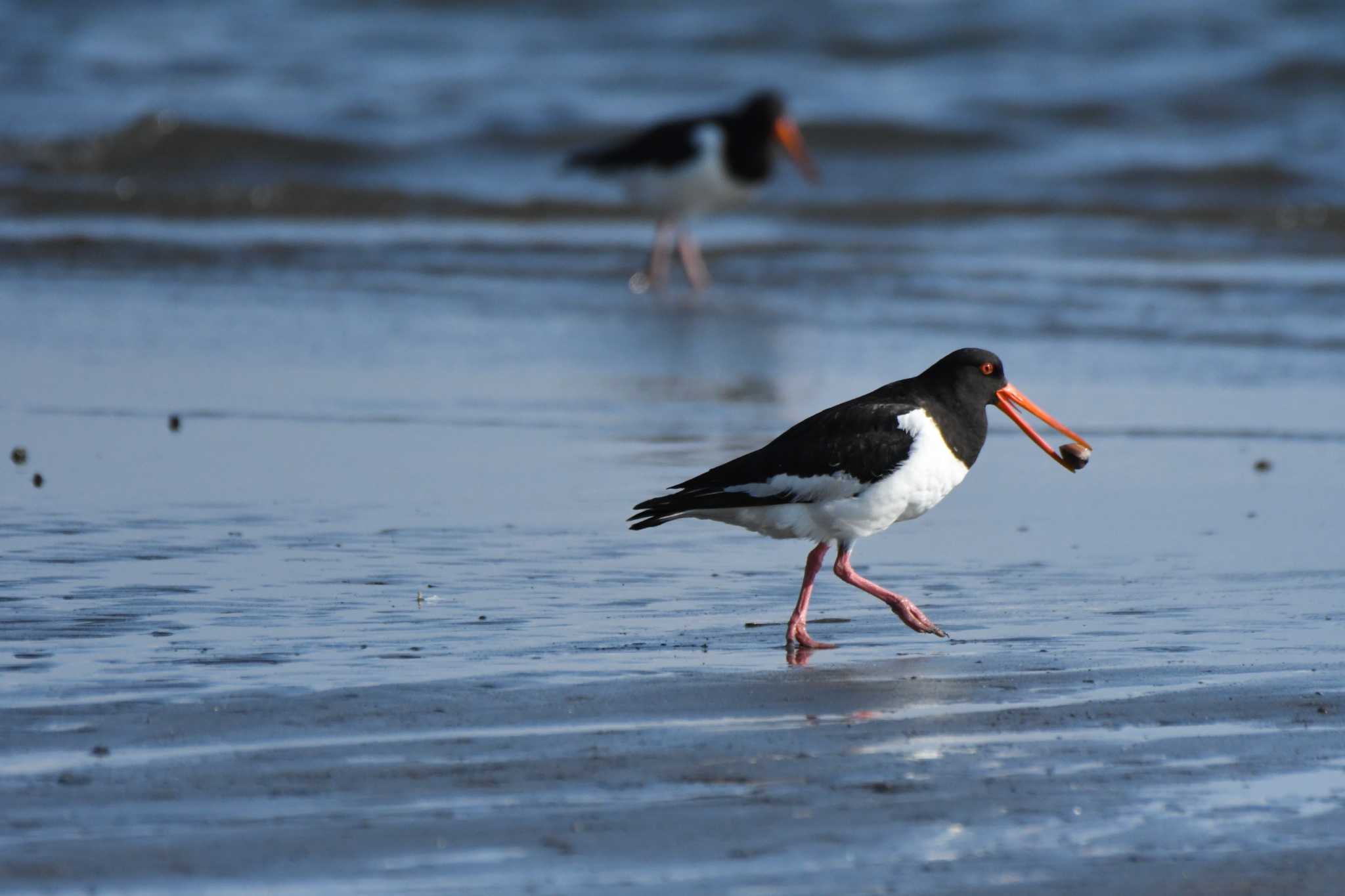 ふなばし三番瀬海浜公園 ミヤコドリの写真