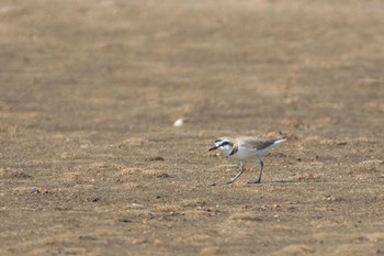 Kentish Plover 鈴鹿川派川河口 Sat, 4/15/2017