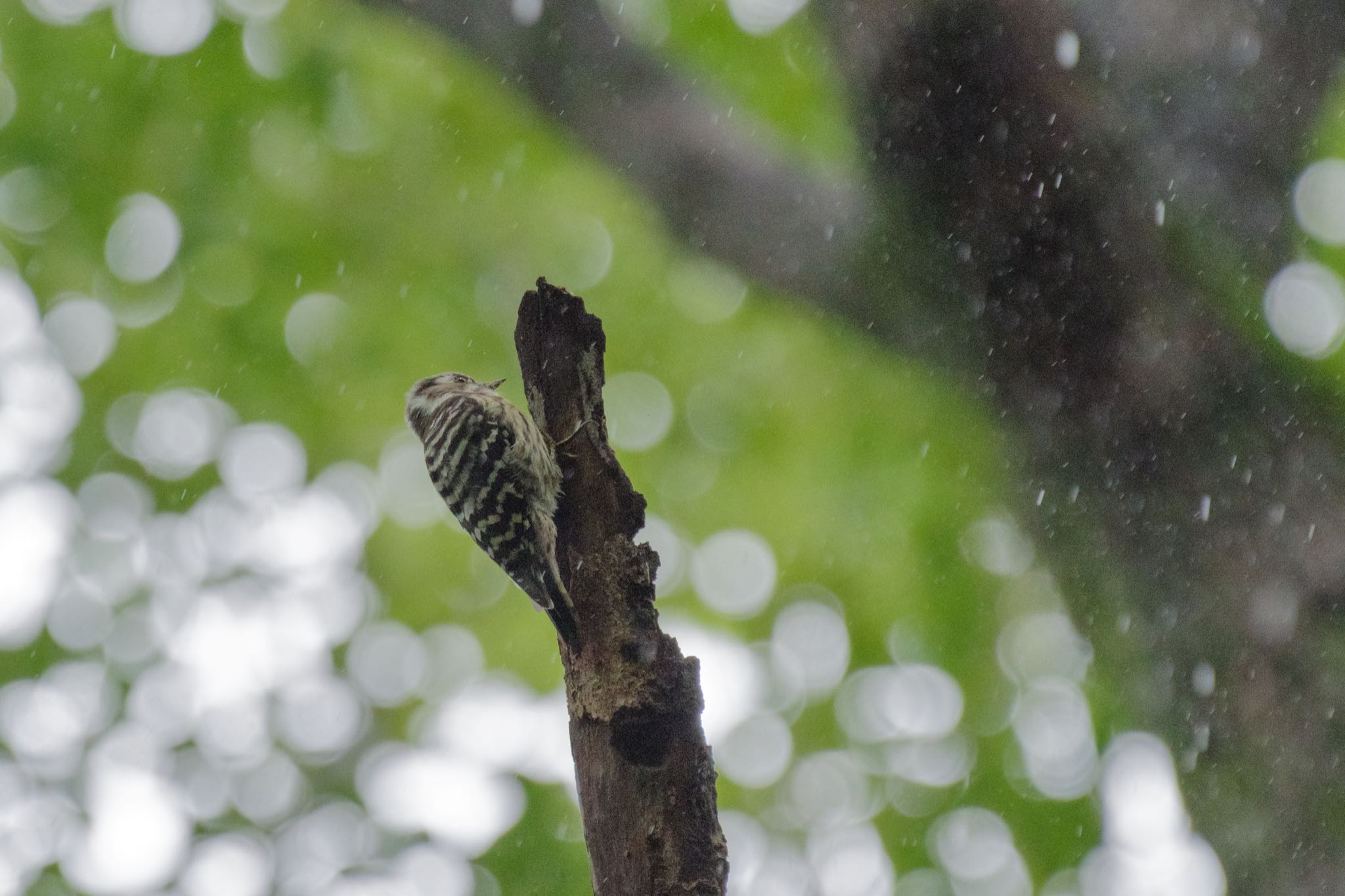 雨の中で見つけたコゲラ